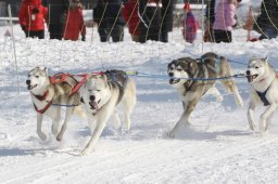 Lenk 2012 SM